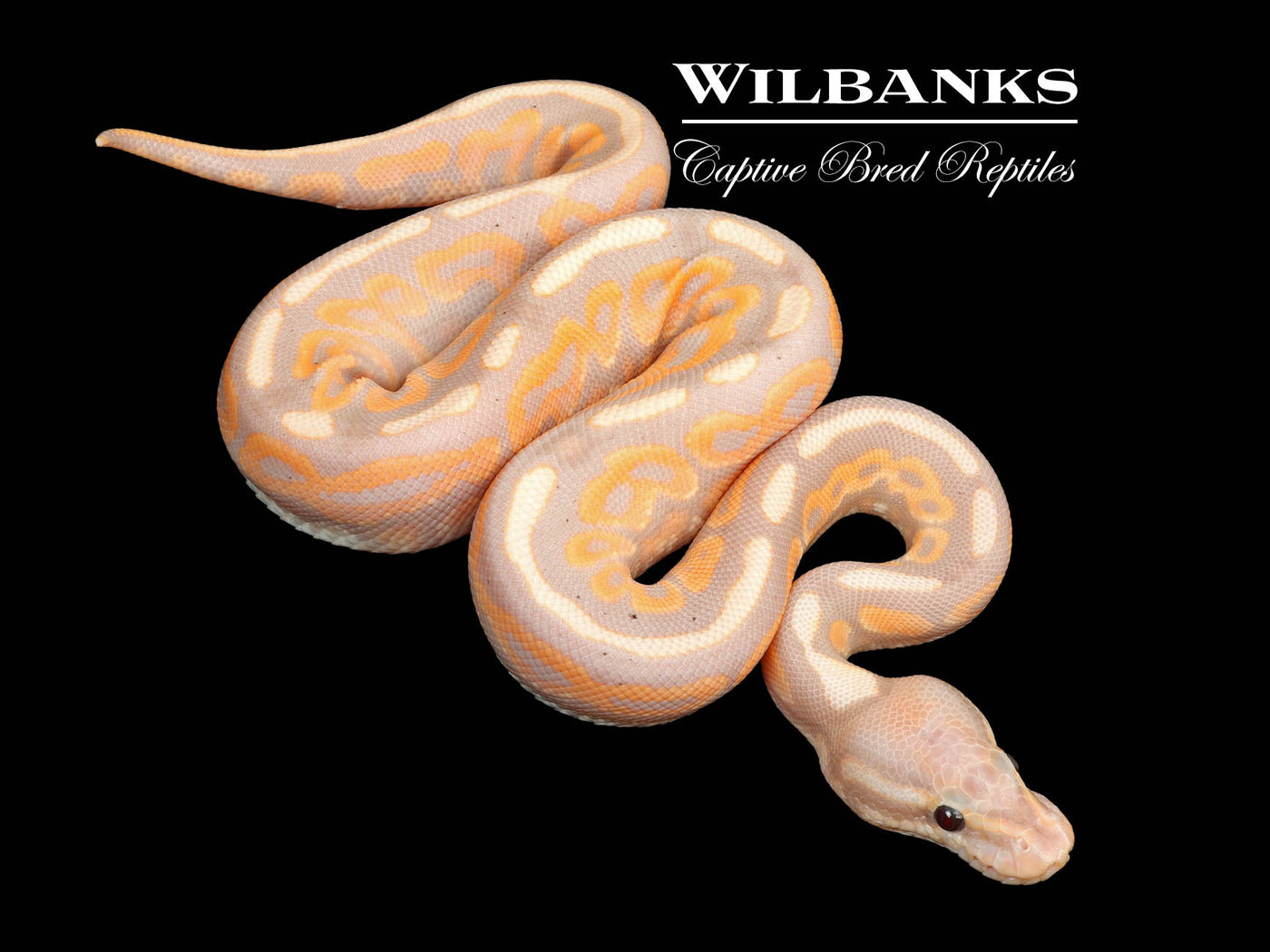 Banana Cinnamon Spotnose Ball Python ♂ '25
