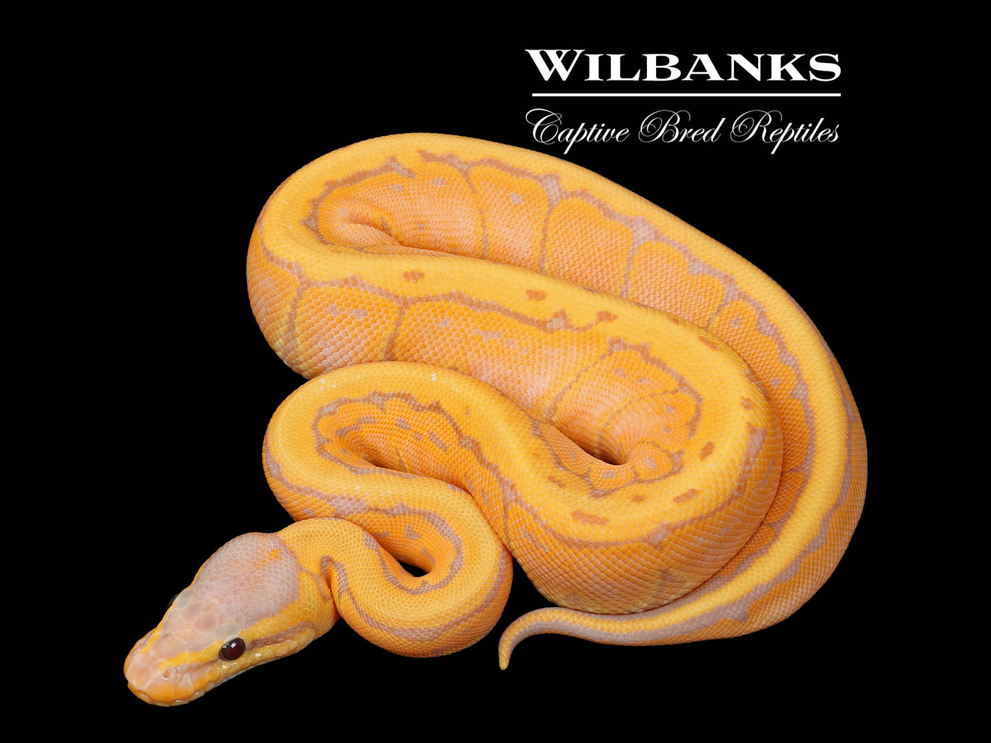 Banana Pinstripe Ball Python ♀ '25