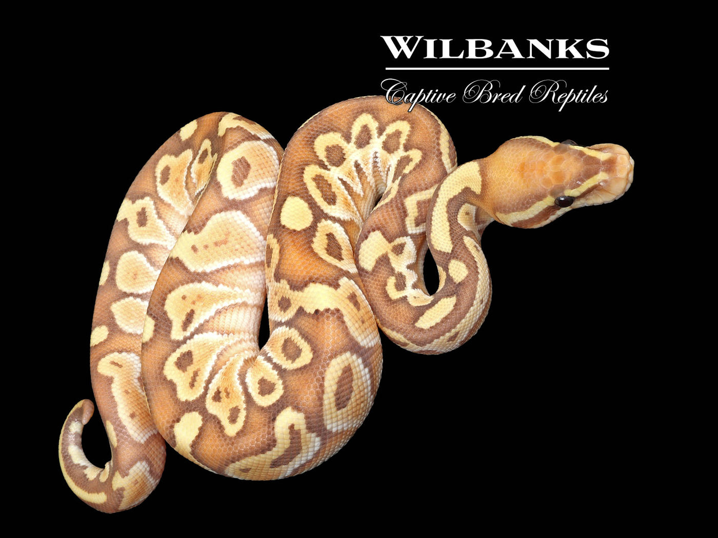Banana Butter Ball Python ♂ '25