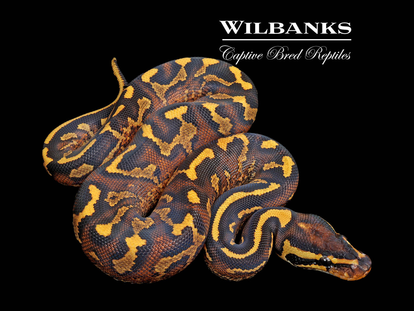 Super Asphalt Ball Python ♂ '25