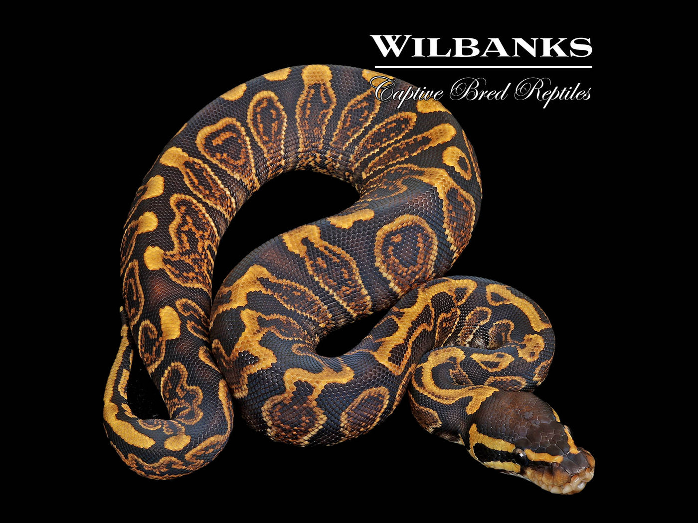 GHI Ball Python ♀ '25