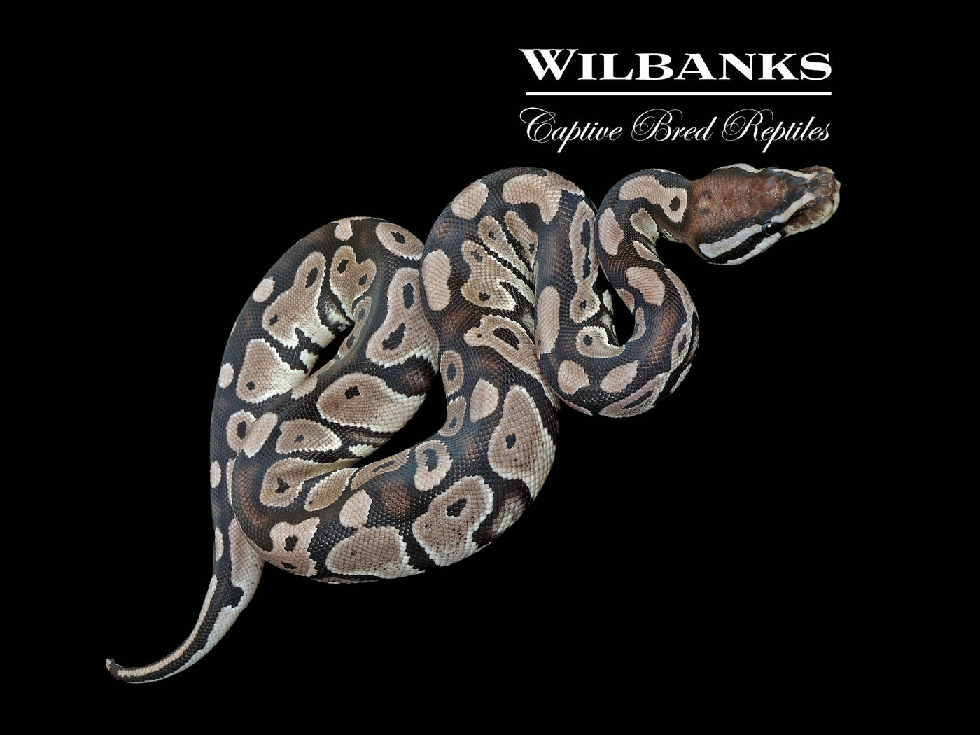Axanthic (VPI) 100% Het. Lavender Albino Ball Python ♀ '25