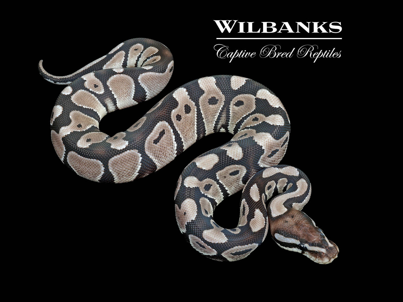 Axanthic (VPI) 100% Het. Lavender Albino Ball Python ♀ '25