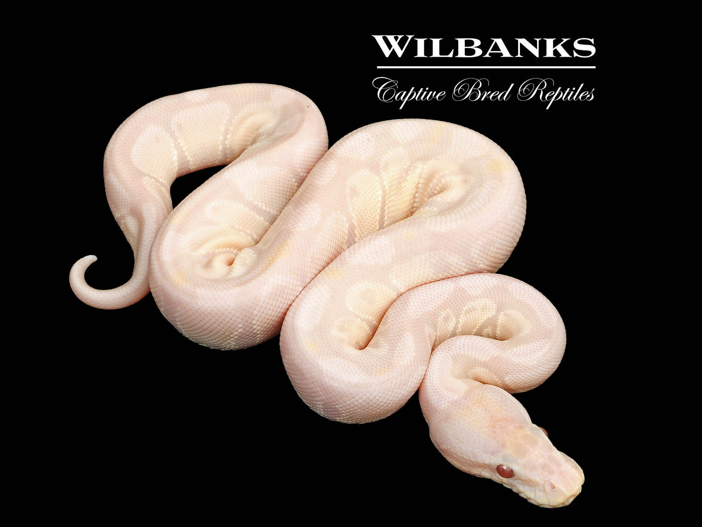 Lavender Snow Ball Python ♀ '25