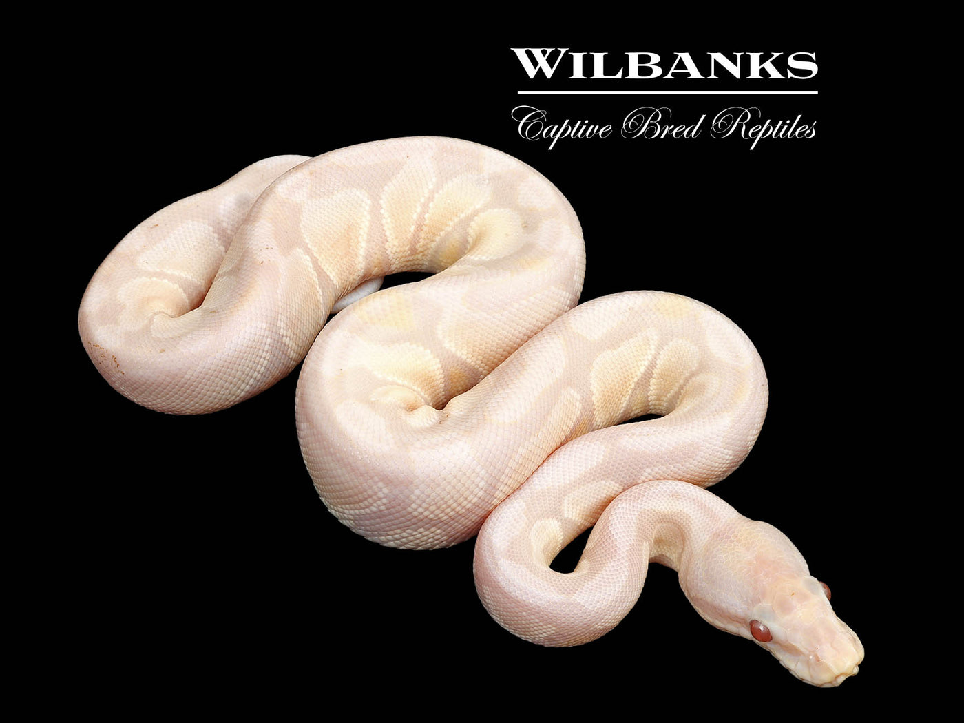 Lavender Snow Ball Python ♀ '25