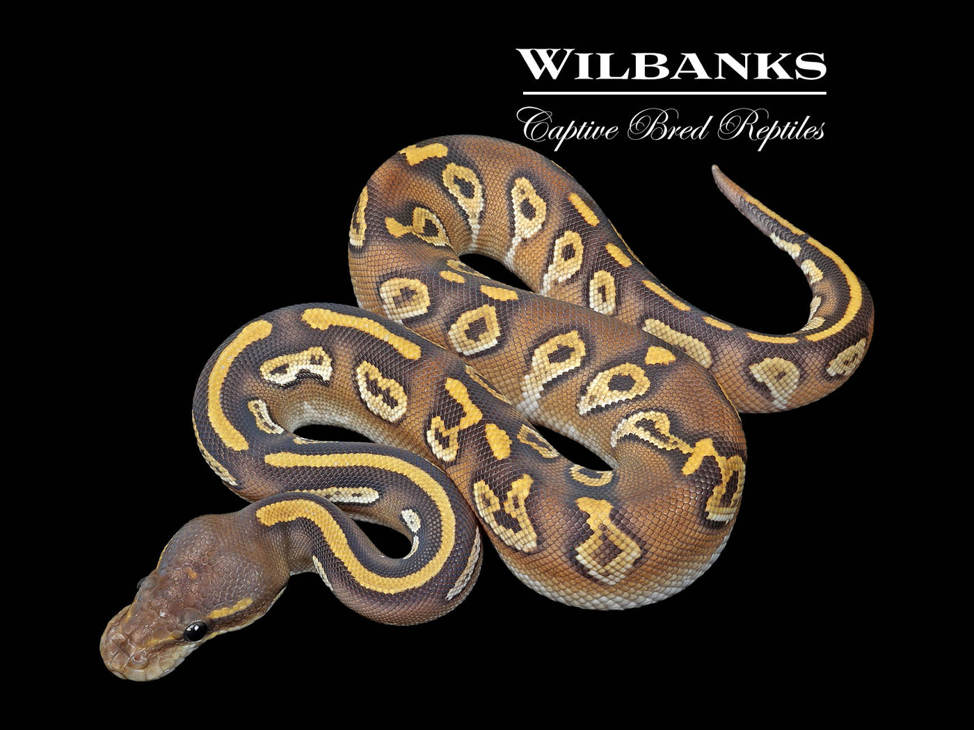 Blackhead Mojave Orange Crush Ball Python ♂ '25