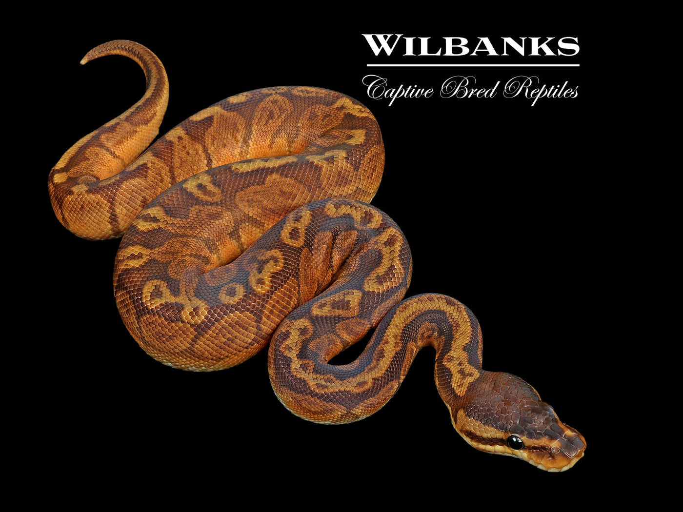 Sunset Ball Python ♂ '25