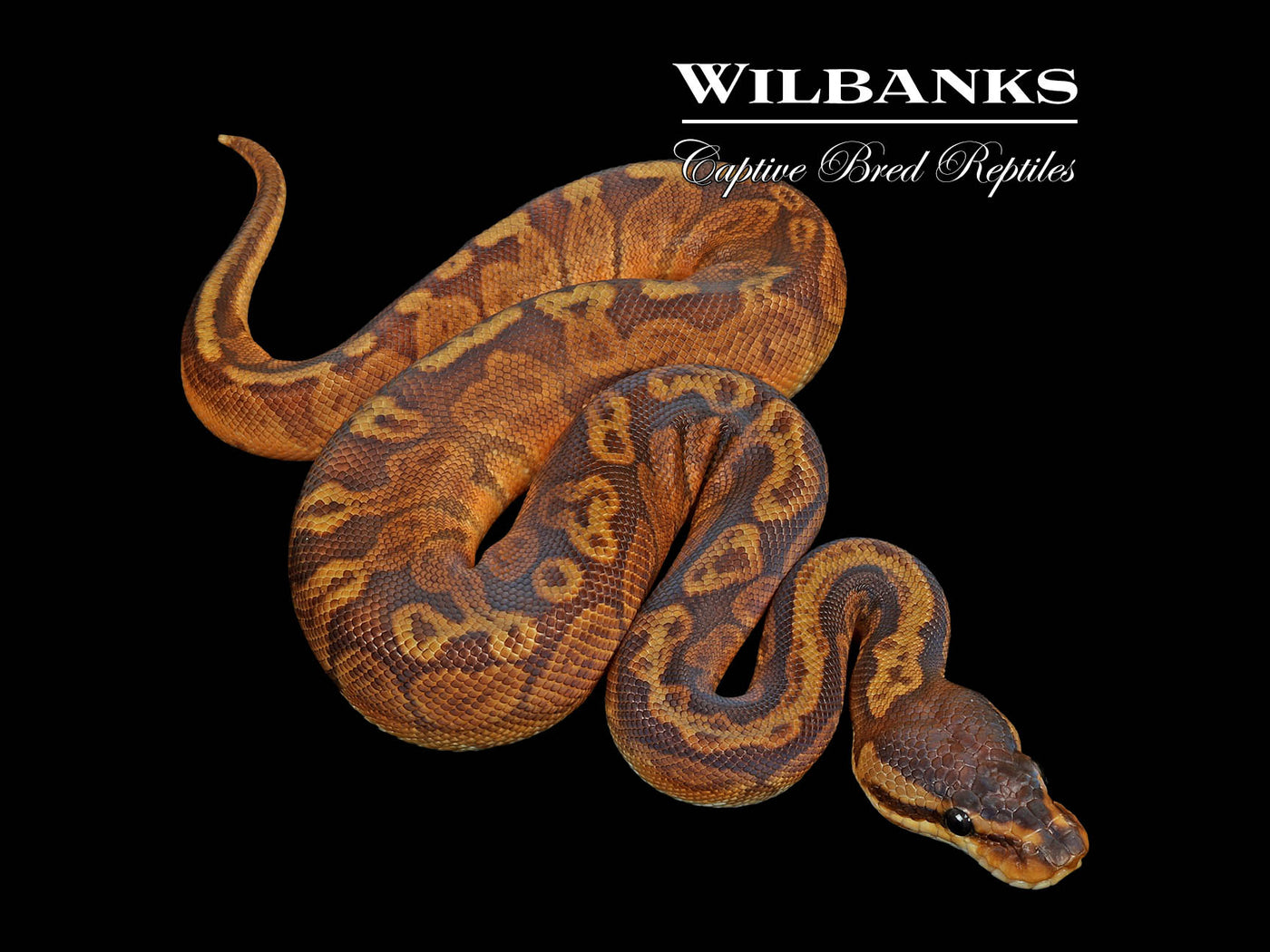 Sunset Ball Python ♂ '25