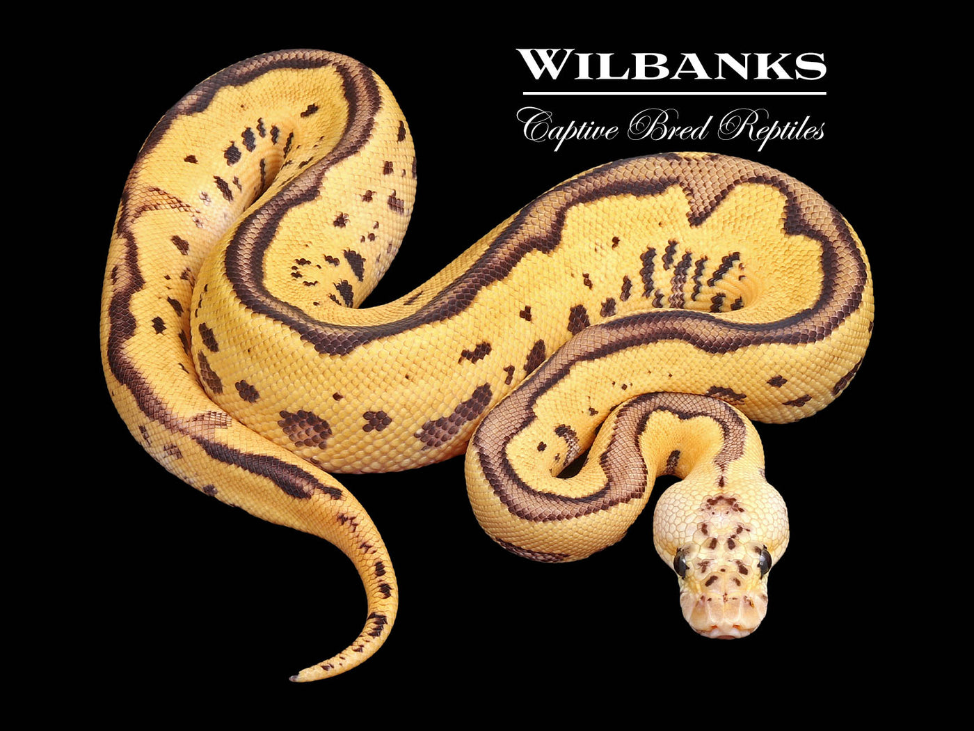 FireFly Leopard Clown Ball Python ♀ '24