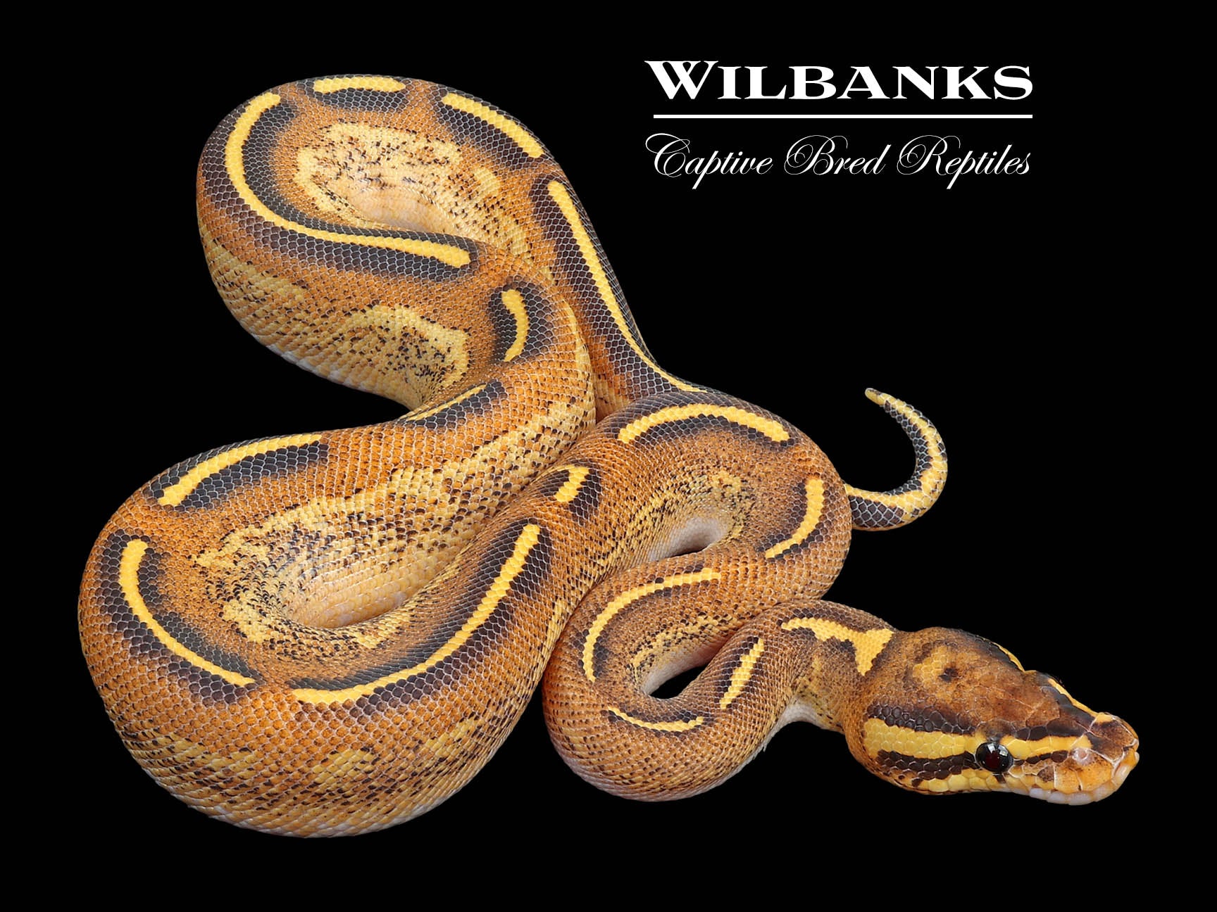 Fire Freeway Ball Python ♀ '24 Wilbanks Captive Bred Reptiles