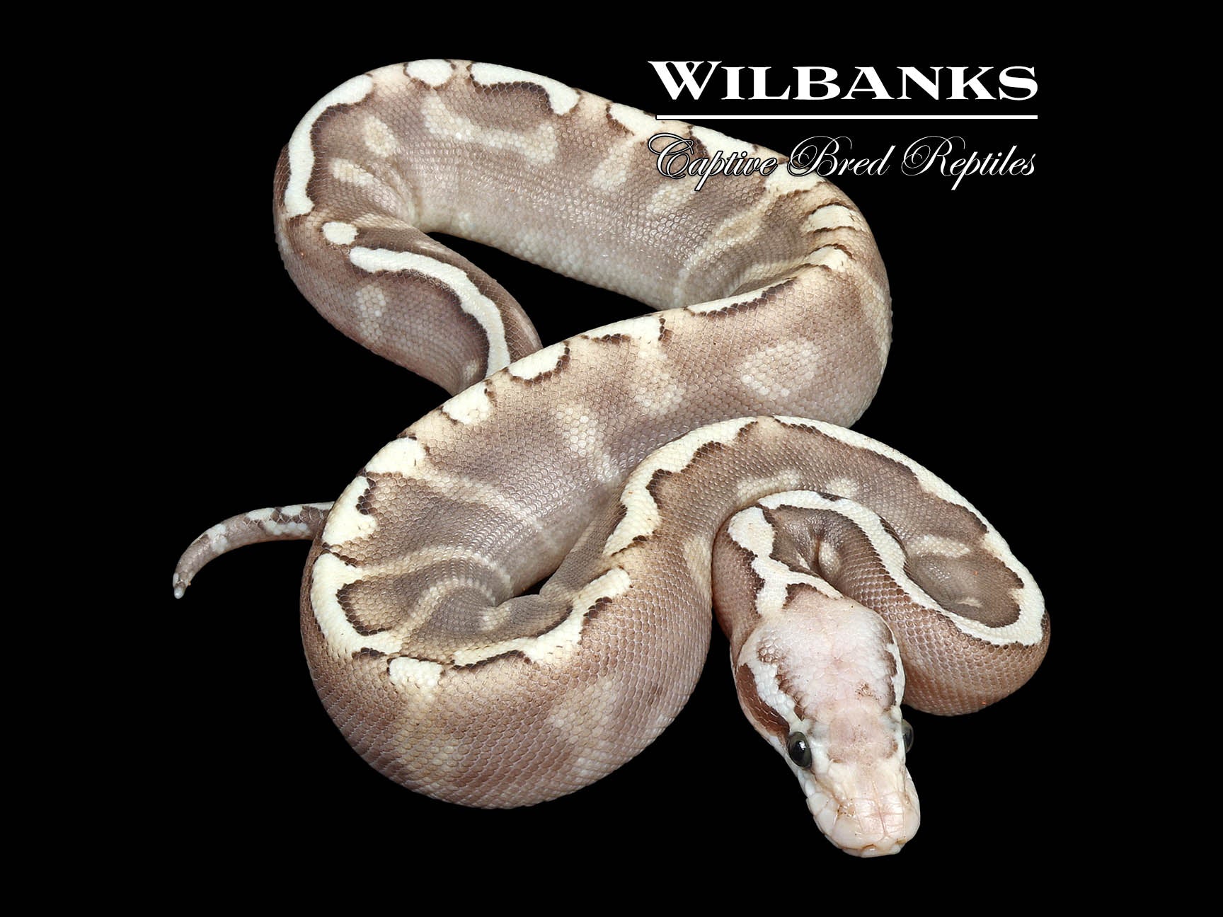 Super GHI Pastel Butter Ball Python ♀ '24 Wilbanks Captive Bred Reptiles