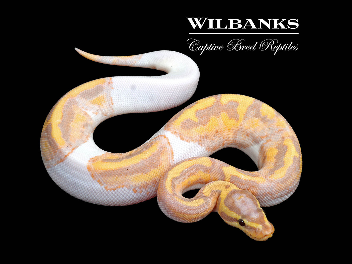 Banana Pied Ball Python ♂ '25