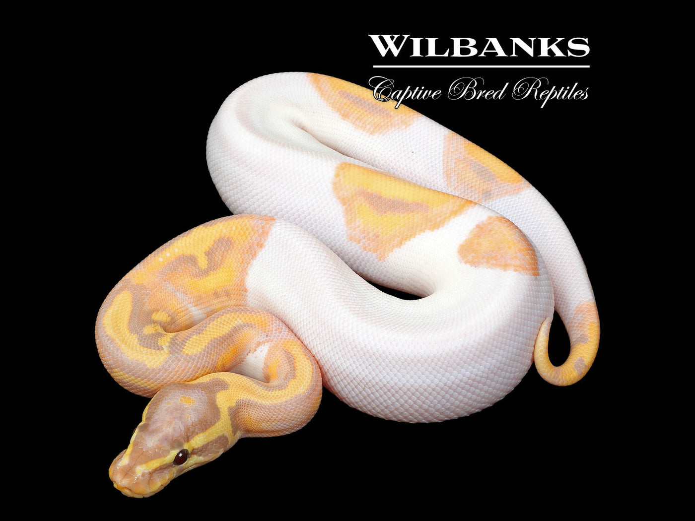 Banana Pied Ball Python ♂ '25