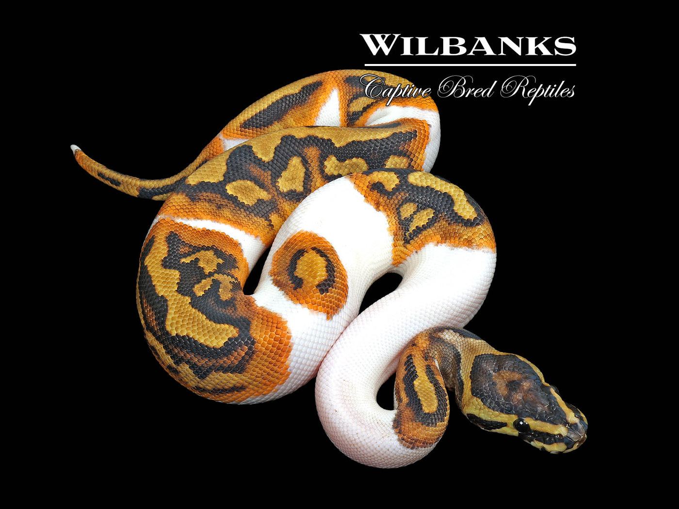Pied Ball Python ♂ '25