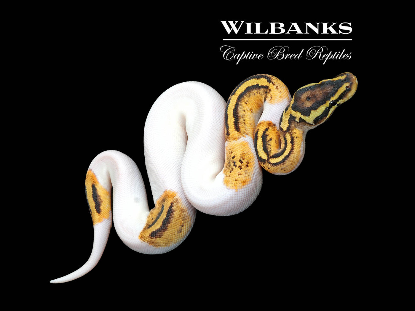 Pastel Blackhead Pied Ball Python ♂ '25
