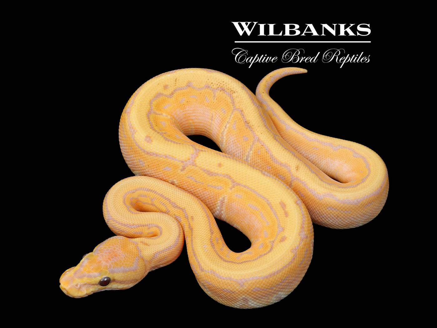 Banana Pinstripe 100% Het. Pied Ball Python ♀ '25