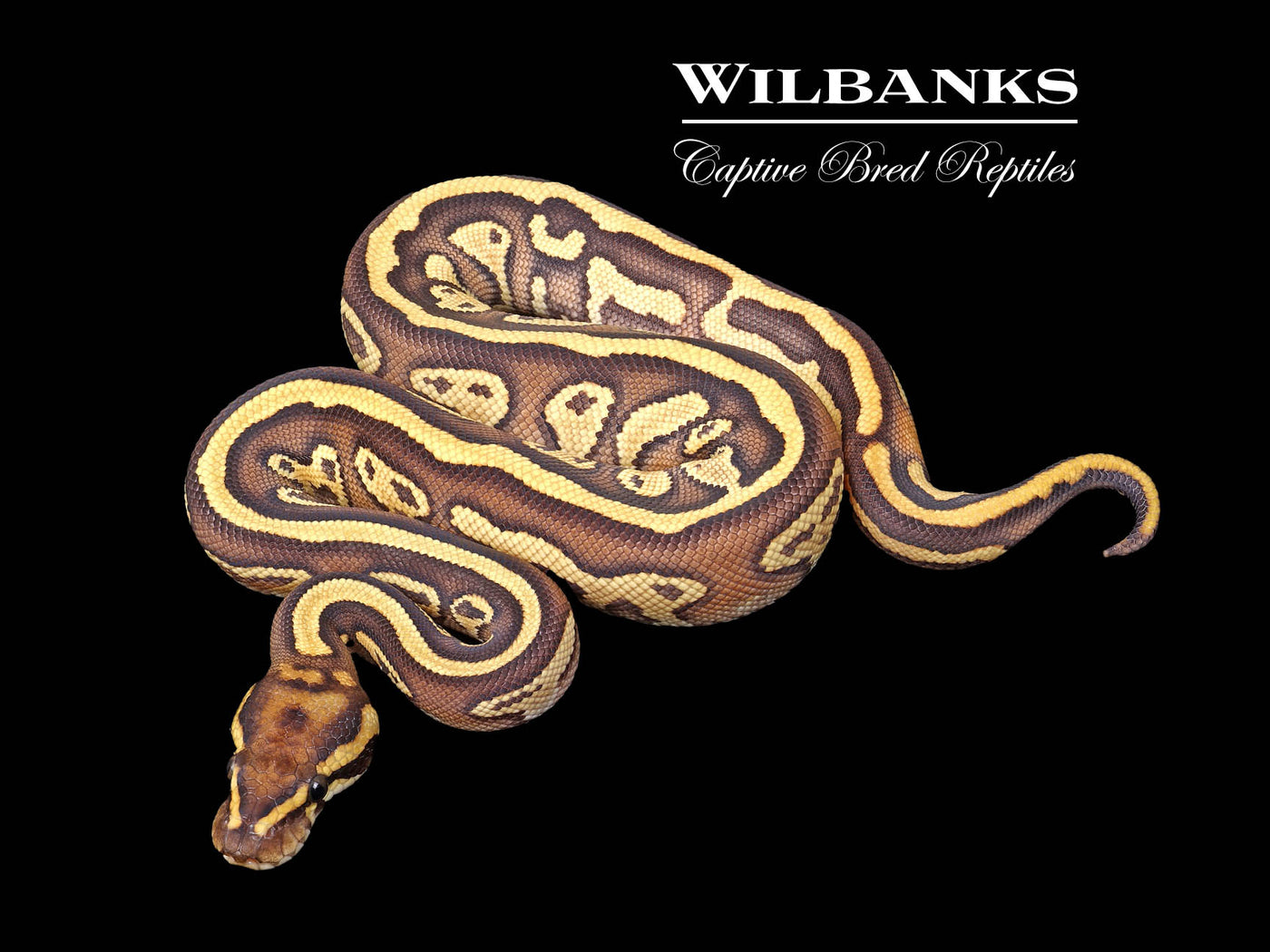 Leopard Butter Yellow Belly or Gravel Ball Python ♂ '25