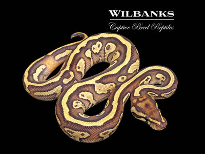 Leopard Butter Yellow Belly or Gravel Ball Python ♂ '25