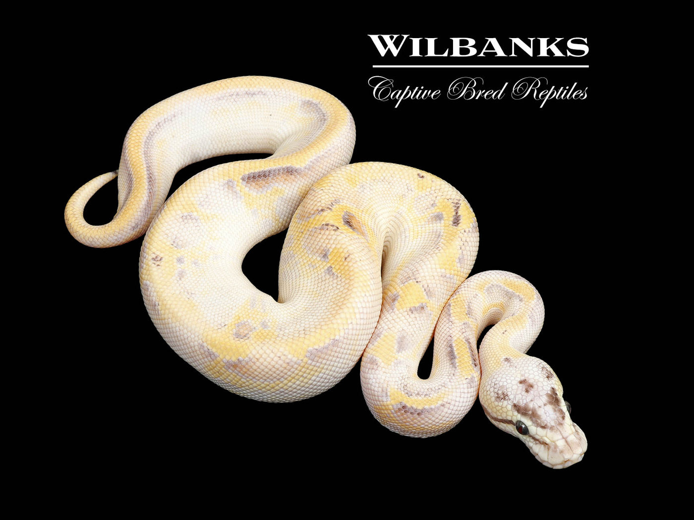 Pastel Leopard Super Spark Ball Python ♂ '25