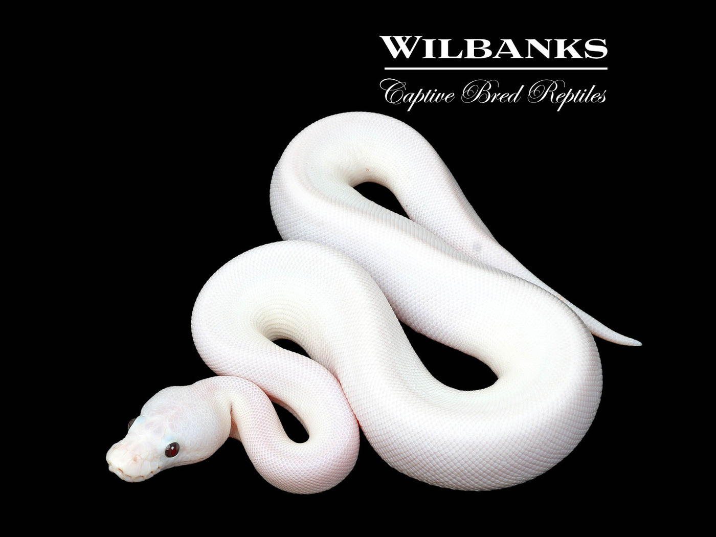 Banana Super Fire Ball Python ♂ '25