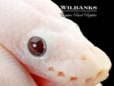 Banana Super Fire Ball Python ♂ '25