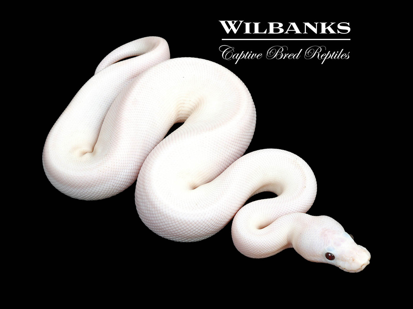 Banana Super Fire Ball Python ♂ '25