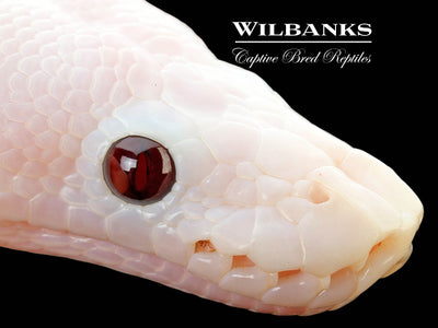 Banana Super Fire Ball Python ♂ '25