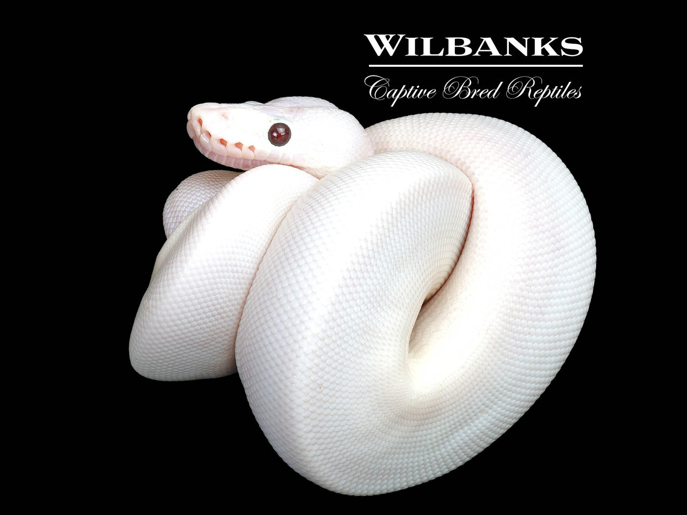 Banana Super Fire Ball Python ♀ '25