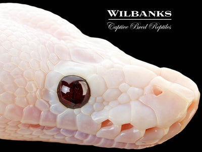 Banana Super Fire Ball Python ♀ '25