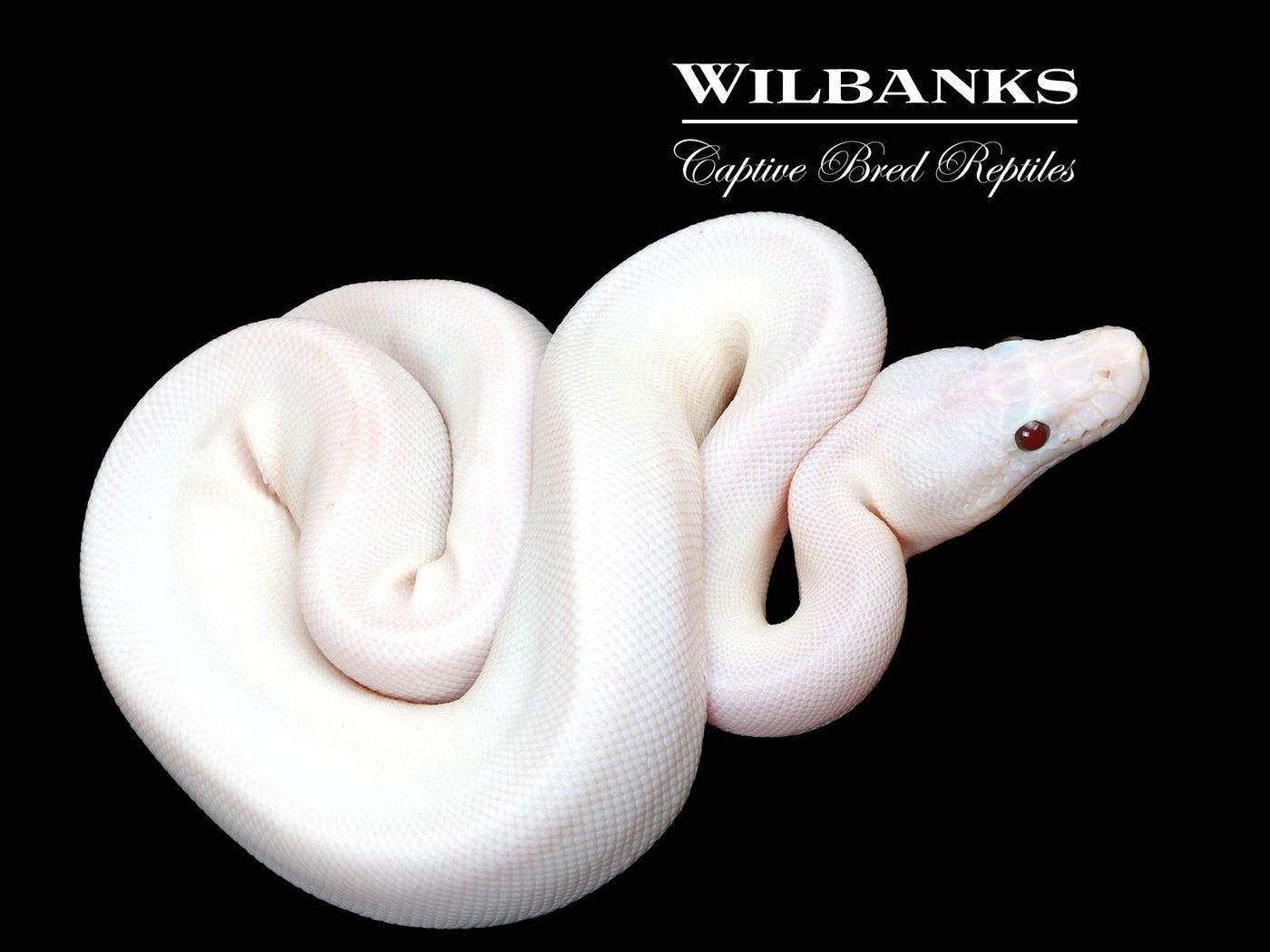 Banana Super Fire Ball Python ♀ '25