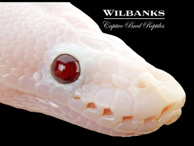 Banana Super Fire Ball Python ♀ '25