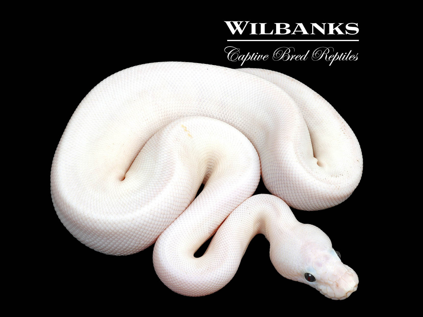 Super Fire Ball Python ♀ '25