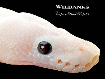 Super Fire Ball Python ♀ '25