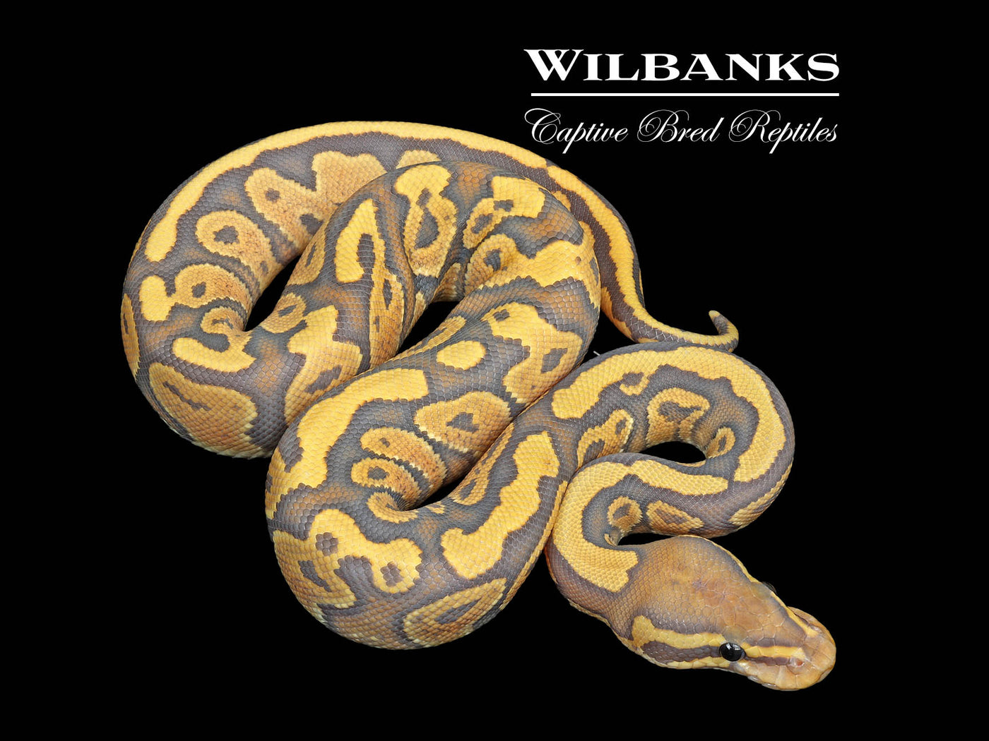 Fire Hypo Ball Python ♀ '25