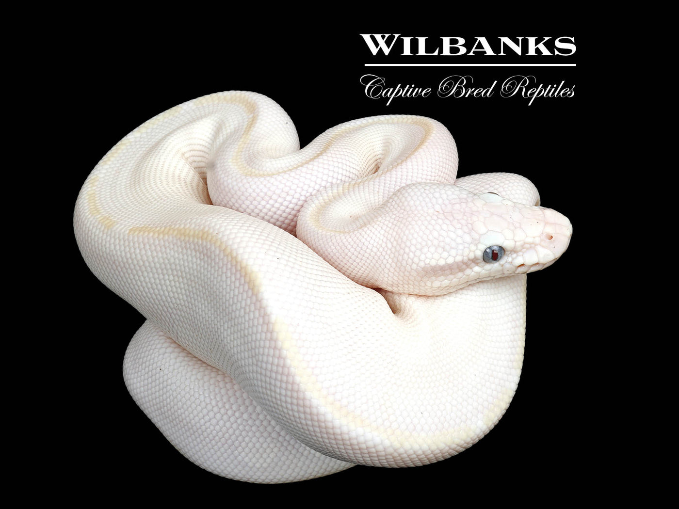 Blue Eyed Leucistic (Mojave Butter) Ball Python ♀ '25