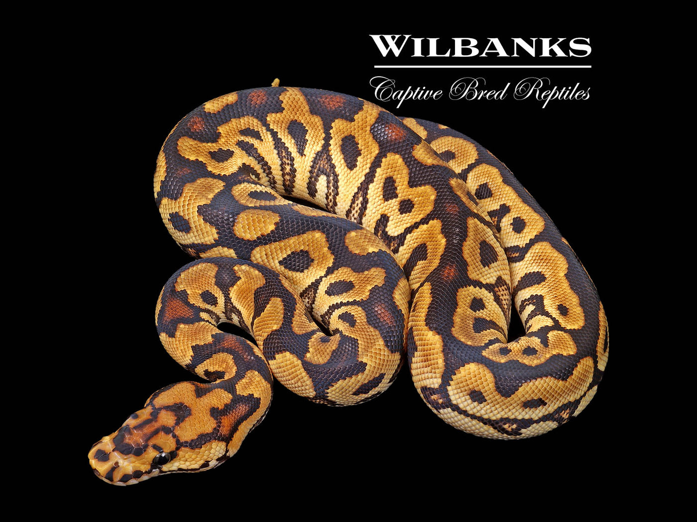 Spotnose Clown Ball Python ♀ '25