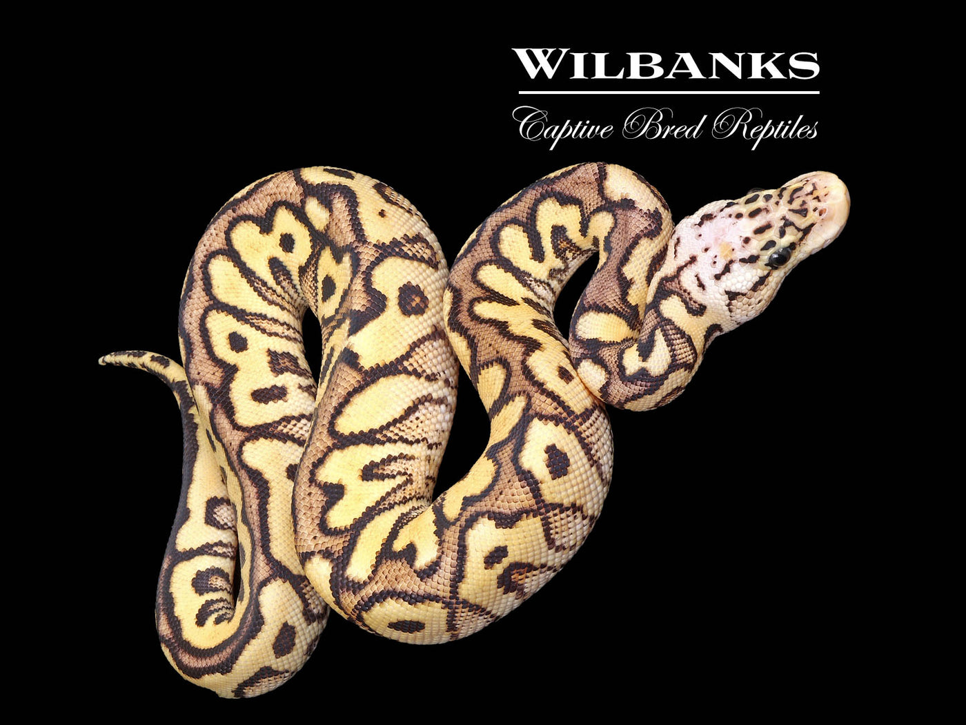 Lace Spotnose Pastel Clown Ball Python ♀ '25