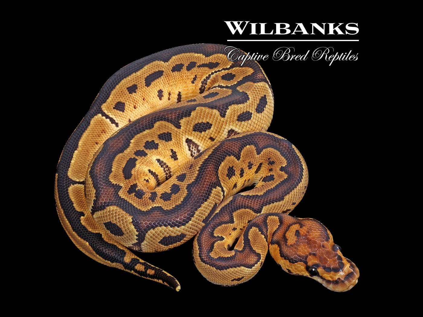 Clown Ball Python ♀ '25