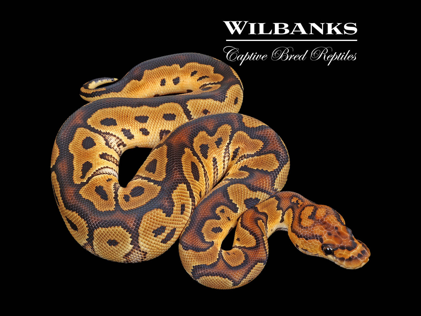 Clown Ball Python ♀ '25