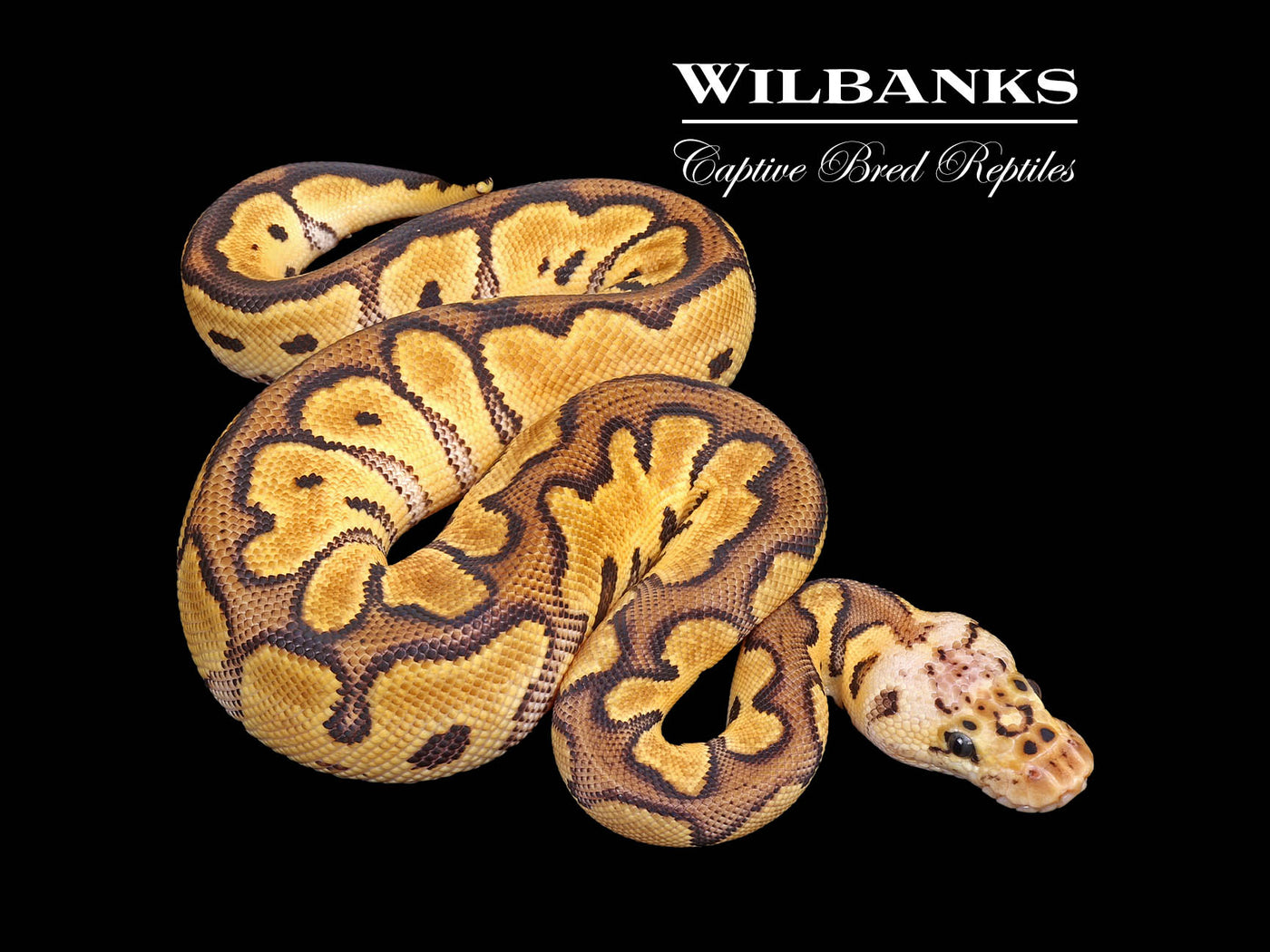 Pastel Clown Ball Python ♂ '25