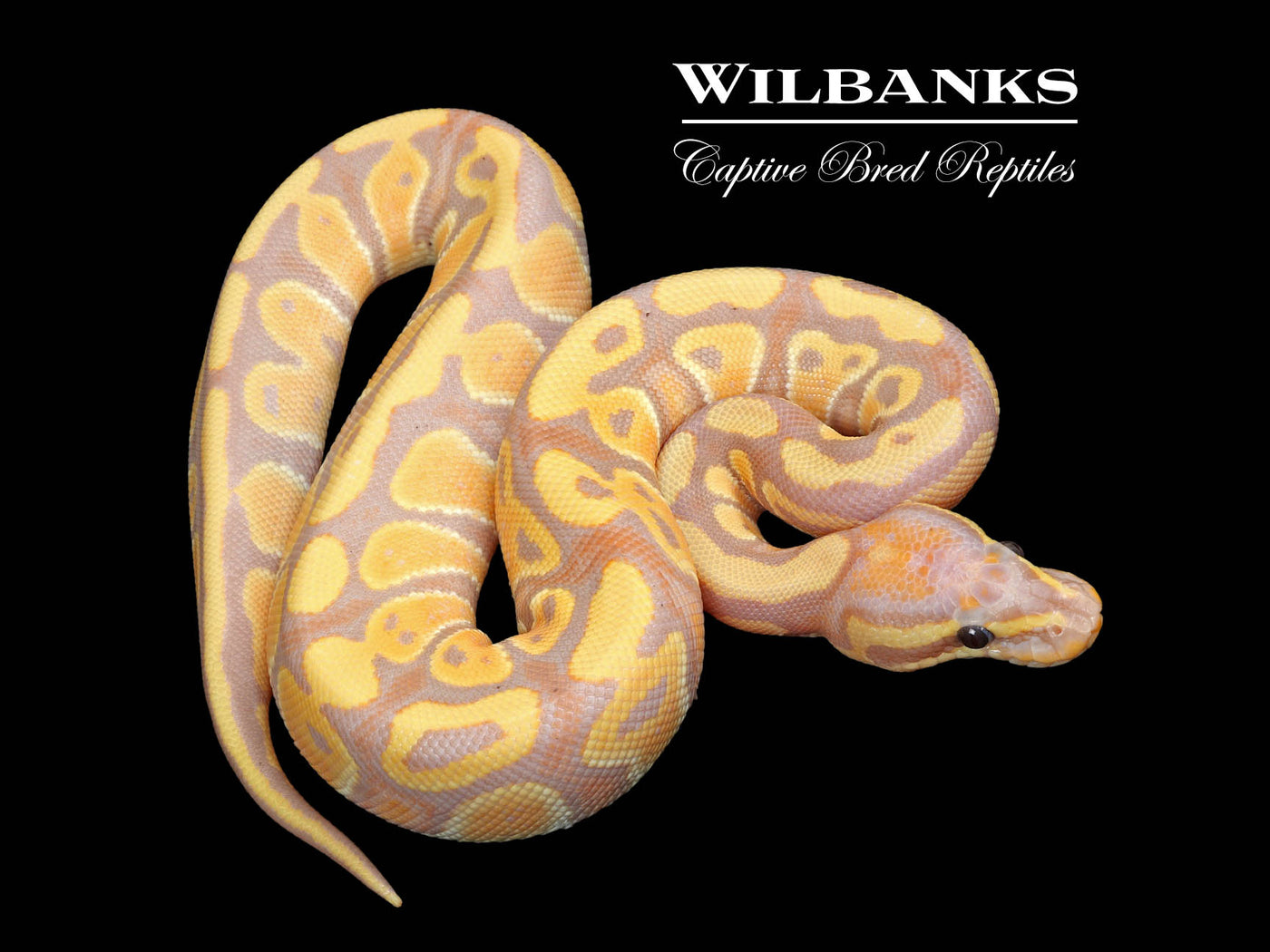 Banana 100% Het. Clown Ball Python ♀ '25