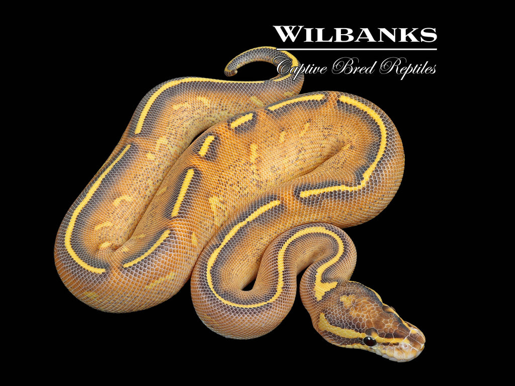 洋書 The Complete Ball Python The Complete Guide to Ball Python Ownership and Care
