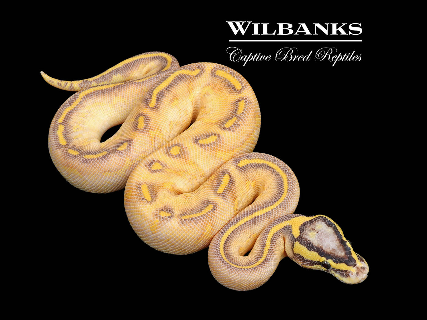 Pastel Highway Ball Python ♂ '25