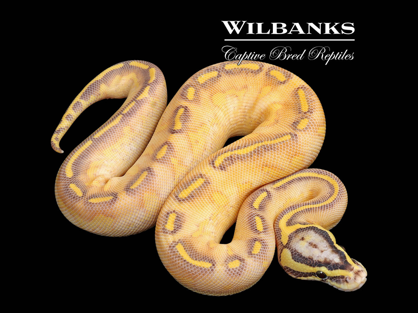 Pastel Enchi Highway Ball Python ♀ '25