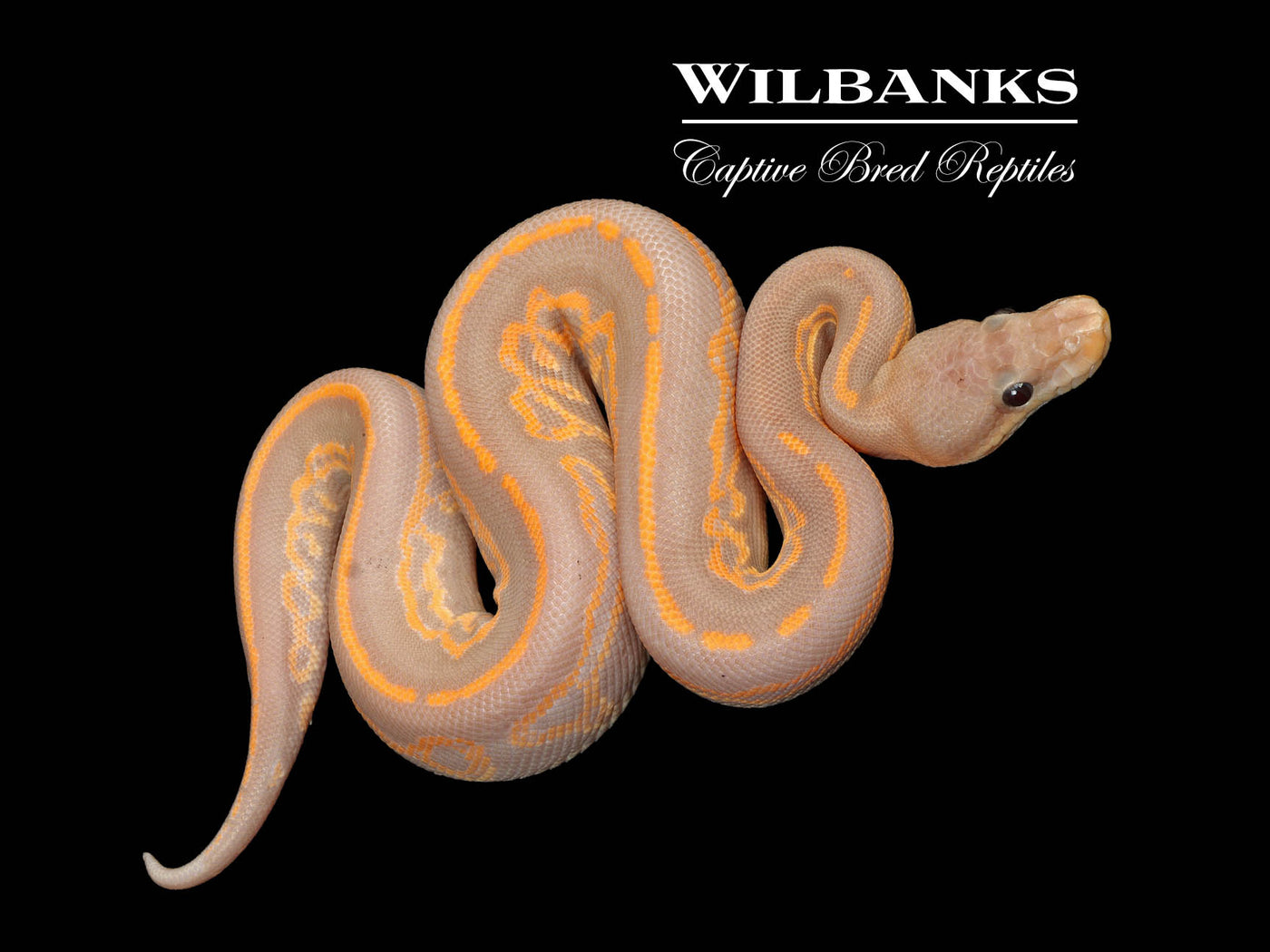 Banana Blackhead Mahogany Yellow Belly Ball Python ♂ '25