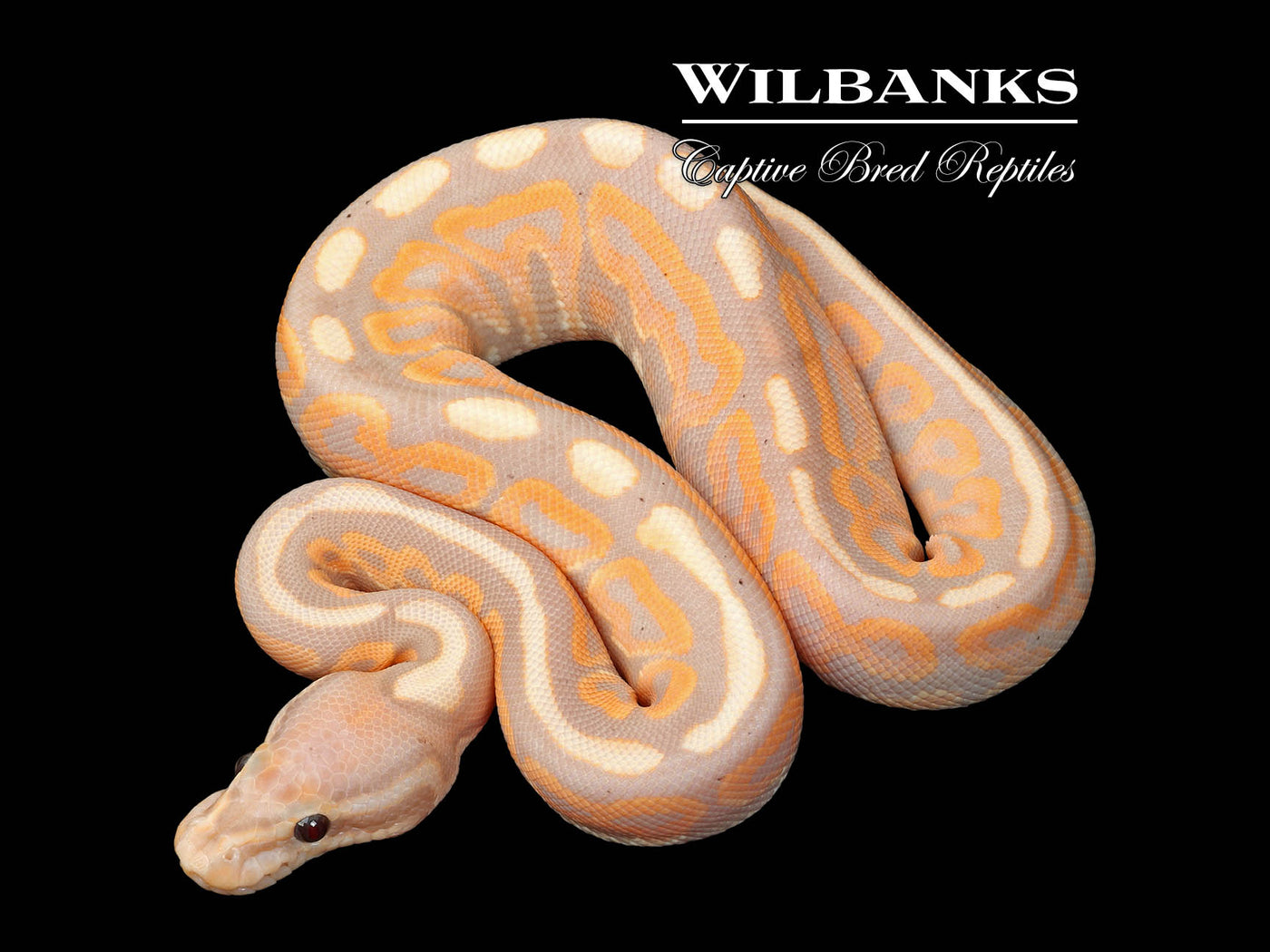 Banana Cinnamon Spotnose Ball Python ♂ '25