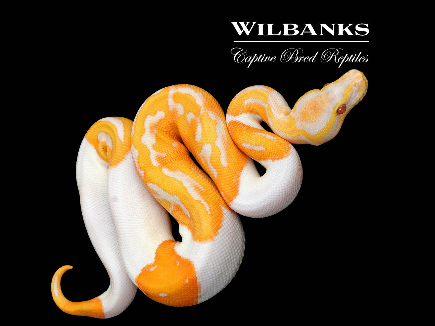 Dreamsicle Lavender Pied Ball Python ♂ '25