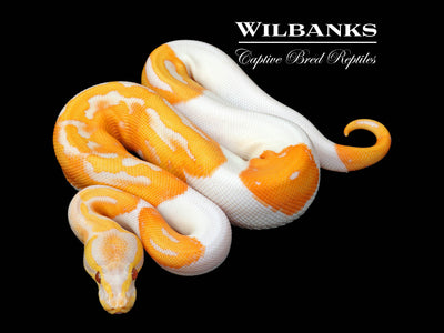 Dreamsicle Lavender Pied Ball Python ♂ '25