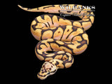 Bumble Bee Ball Python ♂ '26