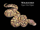 Mojave FireFly Ball Python ♂ '26
